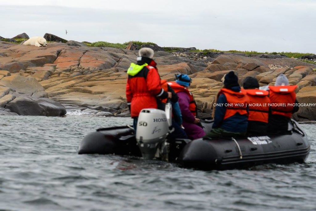 polar bear viewing from zodiac in Churchill, Manitoba