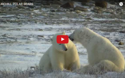 Churchill Video of the Week – Polar Bears