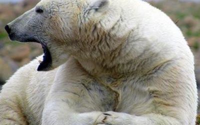 Beluga Whales Still in Churchill