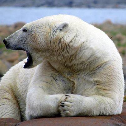 Pol;ar bear Churchill, Manitoba