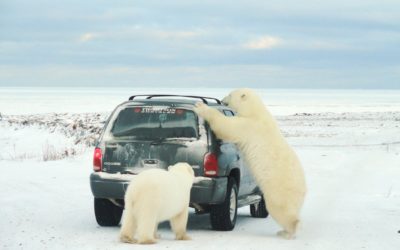 Churchill Sunday Photo – Polar Bear Breath