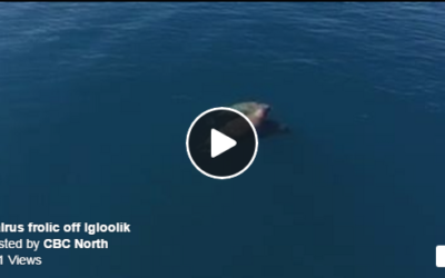 Churchill Video of the Week – Arctic Walruses