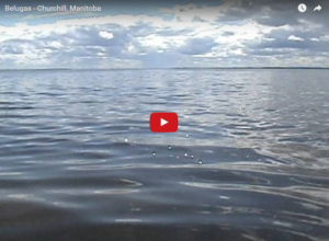 Churchill Video of the Week – Beluga Whales