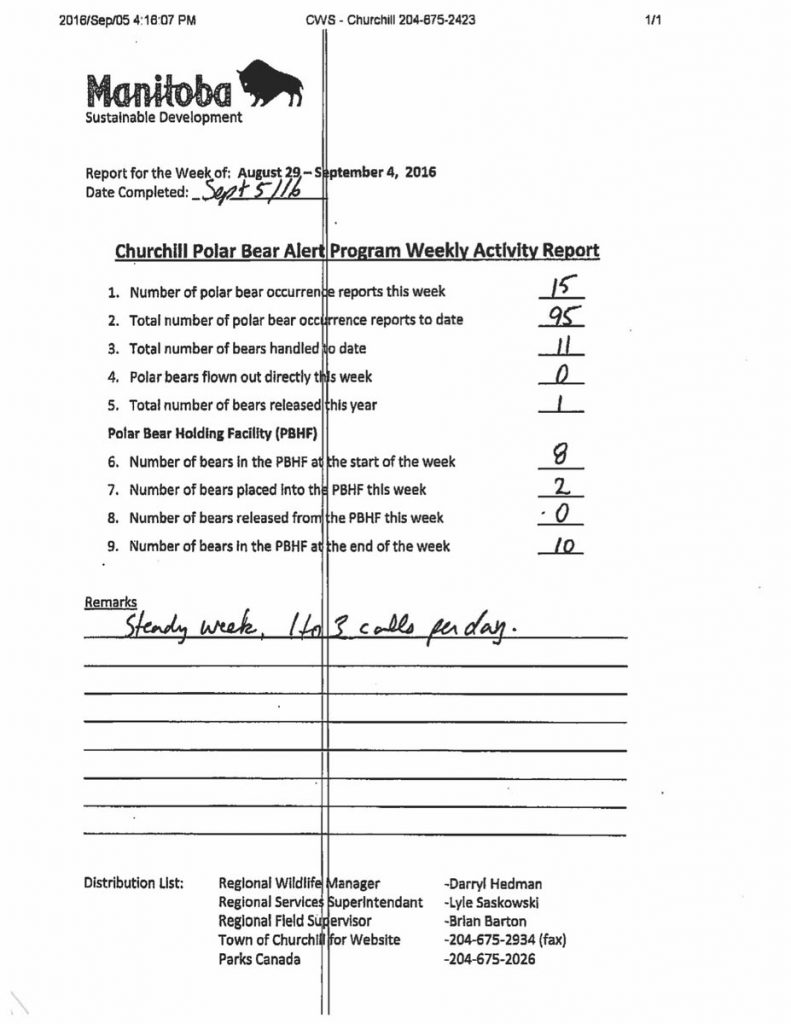 Churchill polar bear report