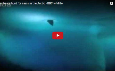 Churchill Video of the Week – Hunting Seals