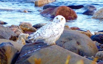 Snowy Owl Sighting in Churchill