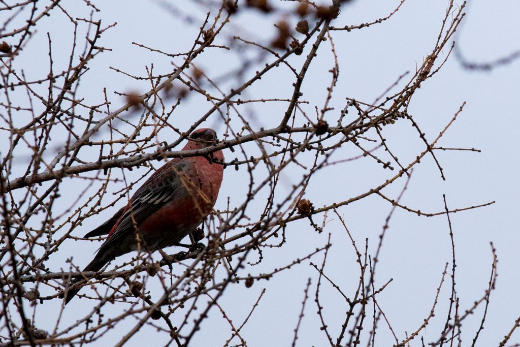 red poll churchill, Manitoba