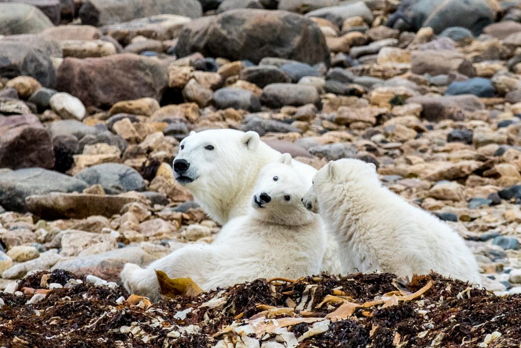polar bears Churchill , Manitoba