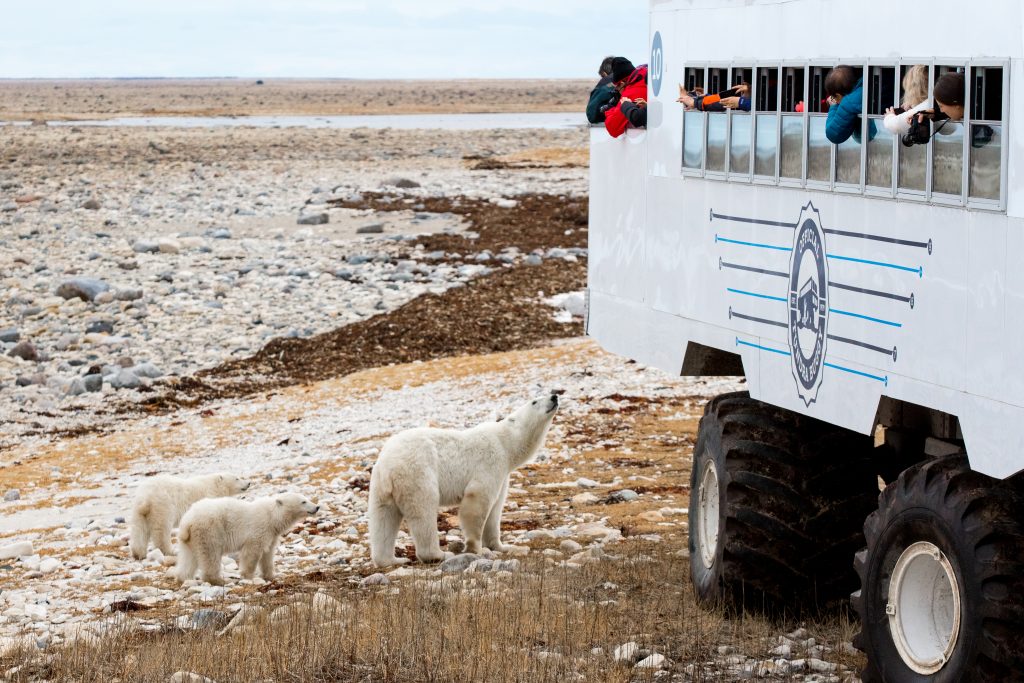 polar bear family churchill, Manitoba