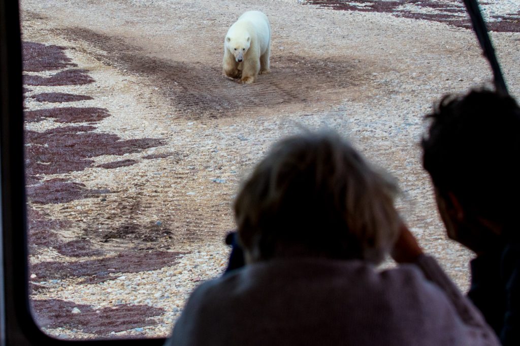 polar rover and polar bear in Churchill, Manitoba