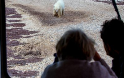 Churchill Field Notes – Halfway Point Full of Polar Bears