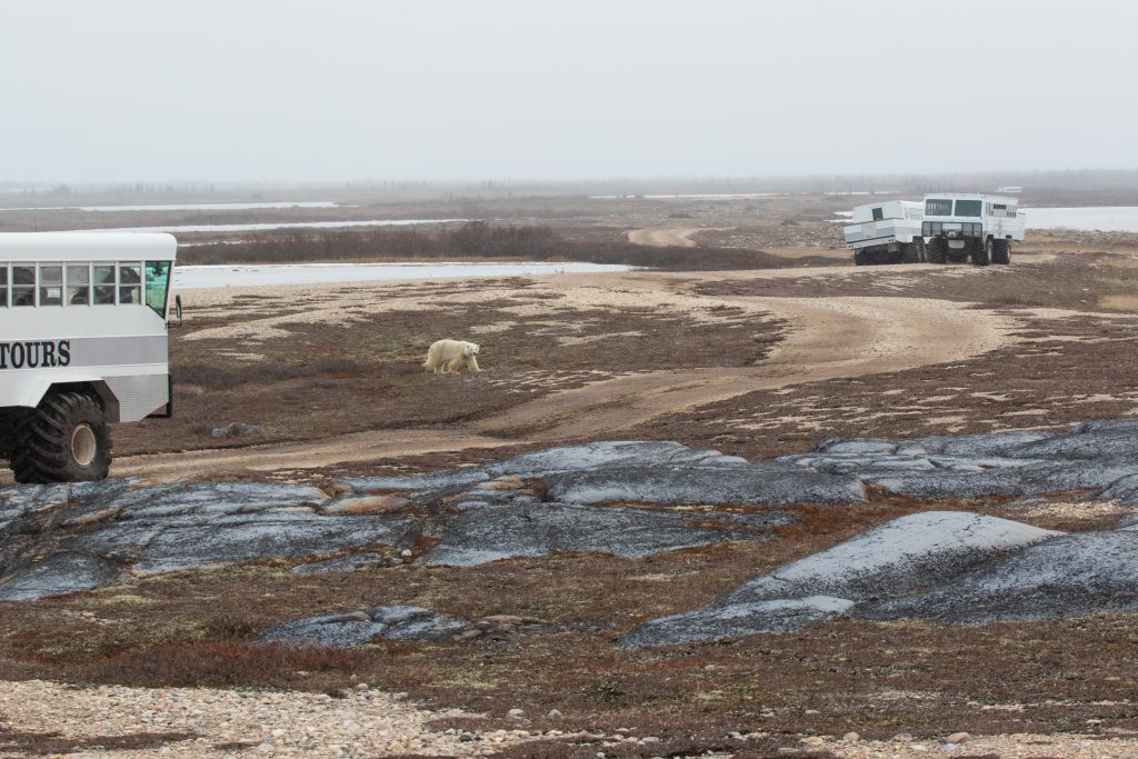 polar bears and polar rovers churchill, Manitoba
