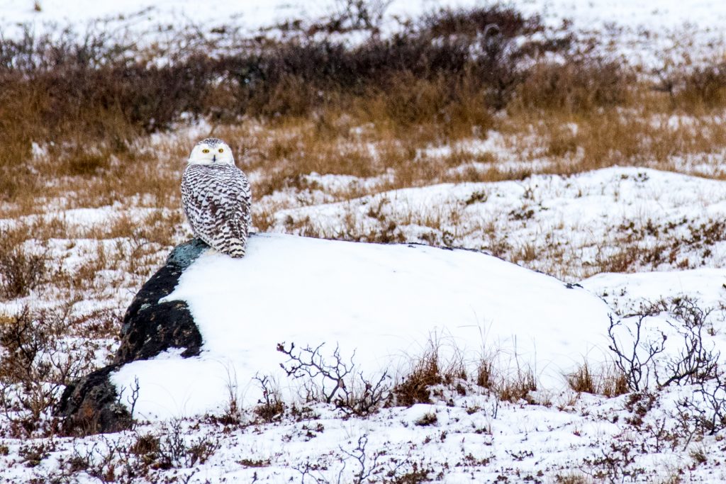 snowy owl in Churchill