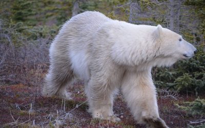 Churchill Polar Bear Season 2016