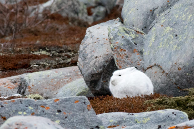 bj-arctic-hare