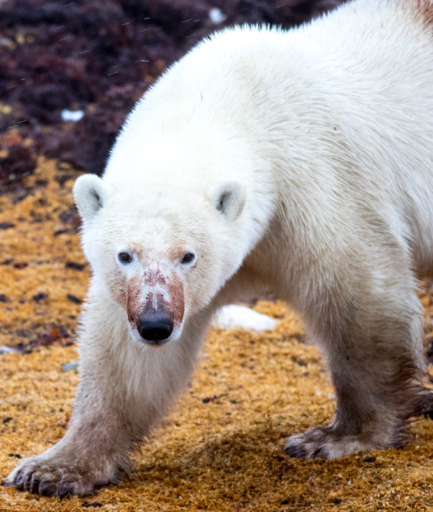 polar bear in Churchill