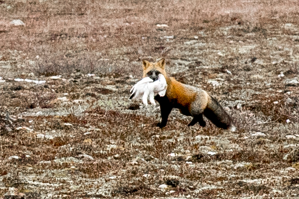 red fox and ptarmigan