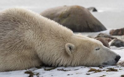 Churchill Polar Bear Pic