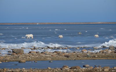 Polar Bear Season Images – Churchill
