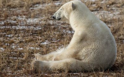 Polar Bear Monday Yoga
