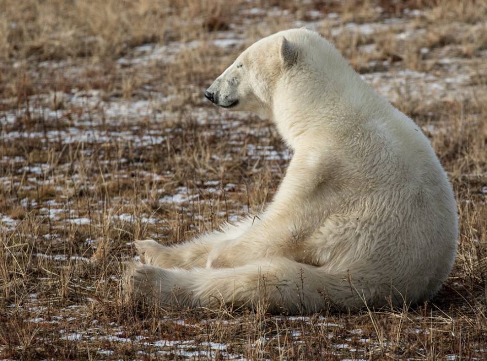 Polar bear churchill
