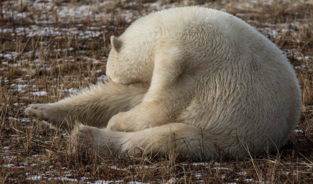 Polar bear churchill