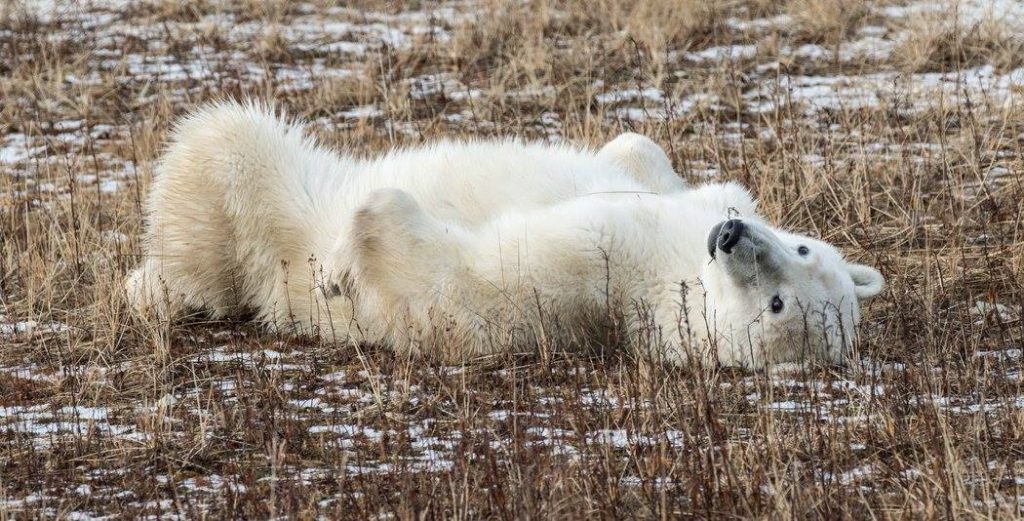 polar bear churchill