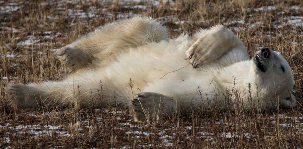 polar bear churchill