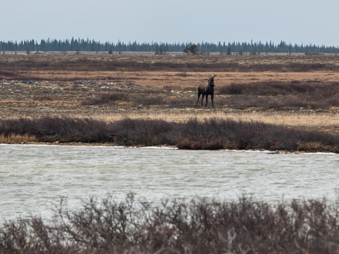 Moose in Churchill