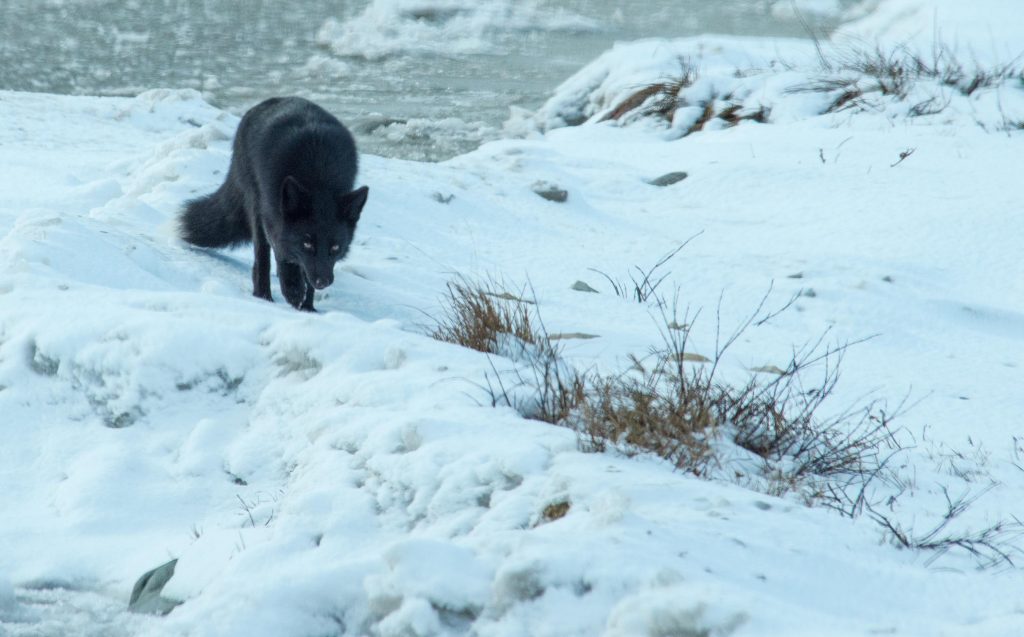 Red fox in Churchill