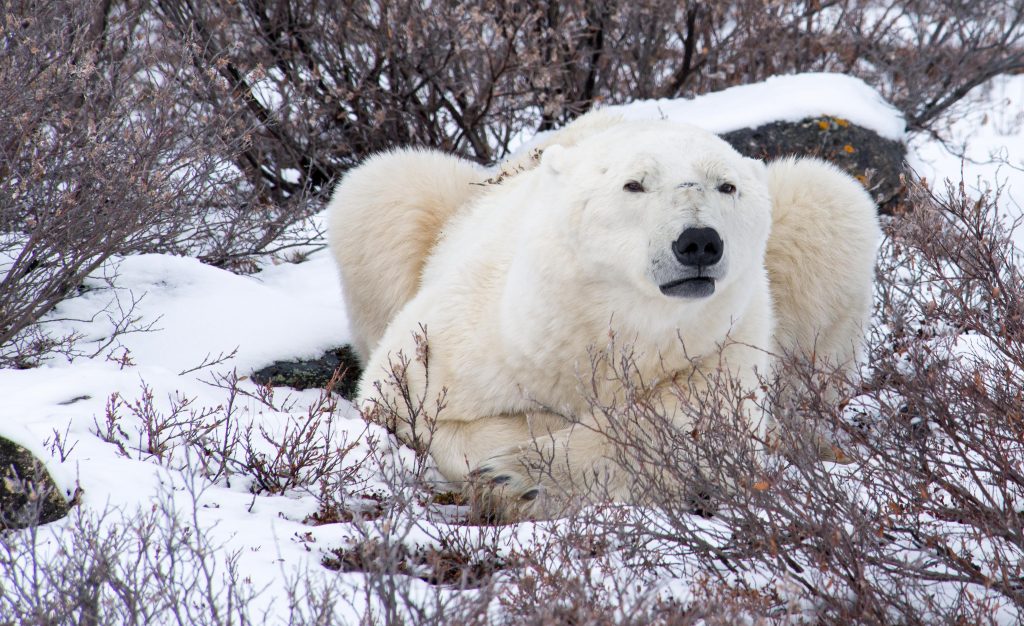 polar bear churchill, Manitoba