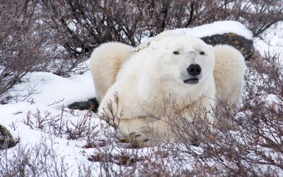Churchill Field Notes – Snow and Polar Bears