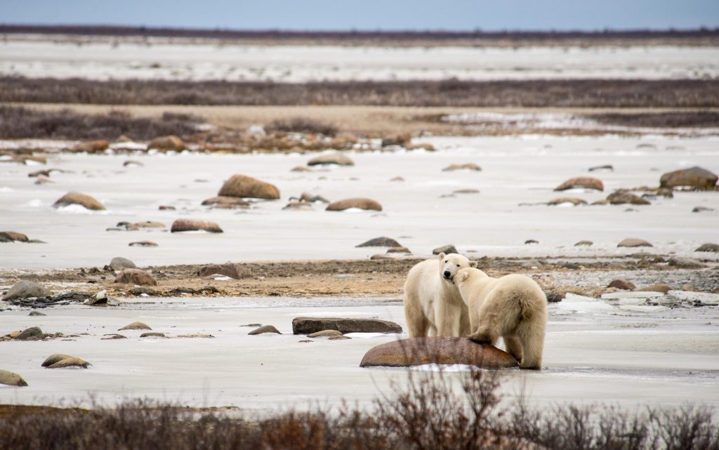 polar bear mother and cub Churchill