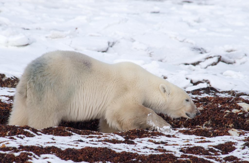 Polar bear churchill