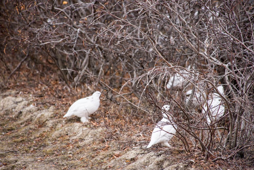 willow ptarmigan