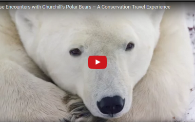 Churchill Video of the Week – Polar Bears