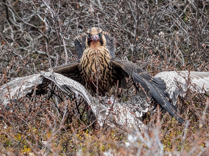 peregrine-falcon-and-gull-madison-stevens-pbi