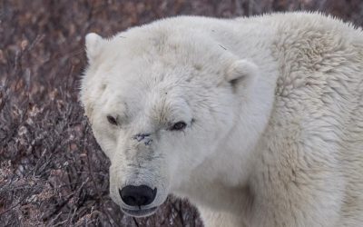 Churchill Friday Polar Bear Pics