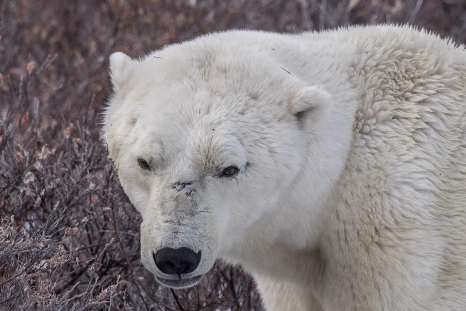 polar bear churchill