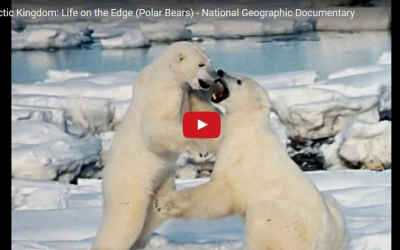 Churchill Video of the Week – Polar Bears