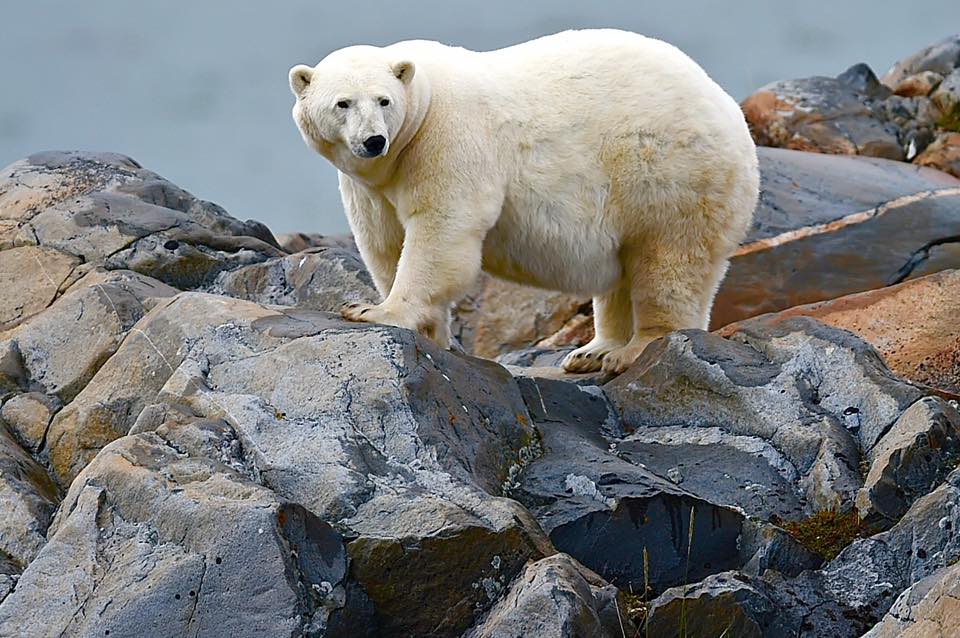 Polar bear churchill