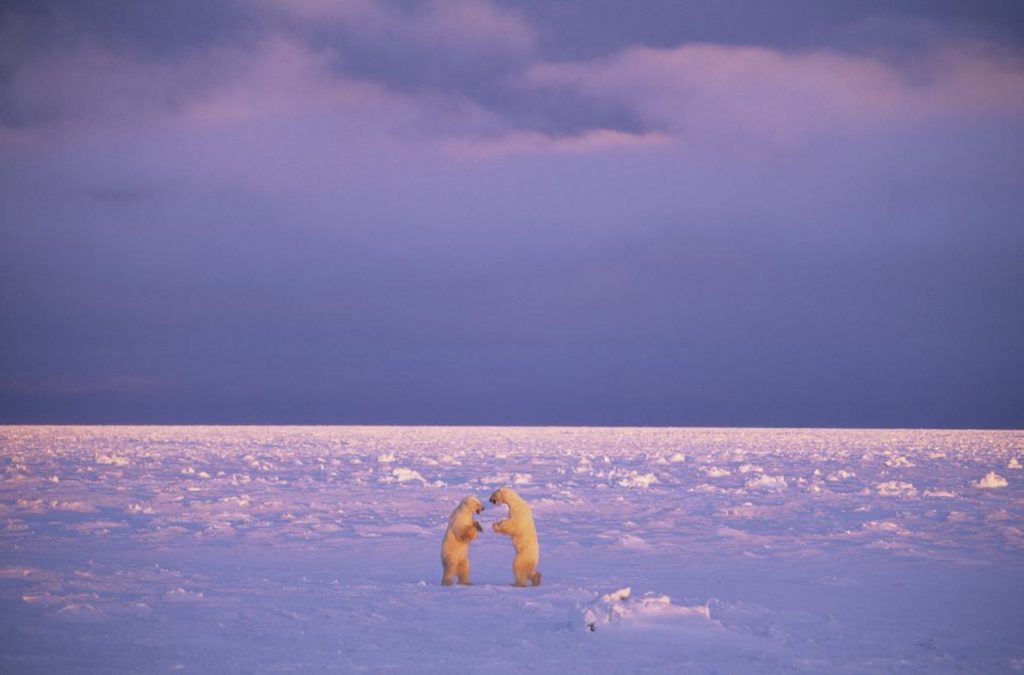 polar bears sparring
