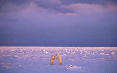 Churchill Photo of the Week – Ice Bears