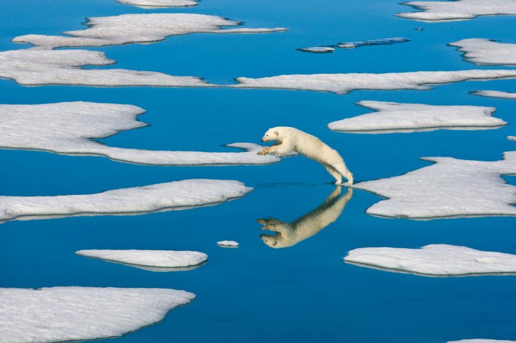 polar bear ice floe