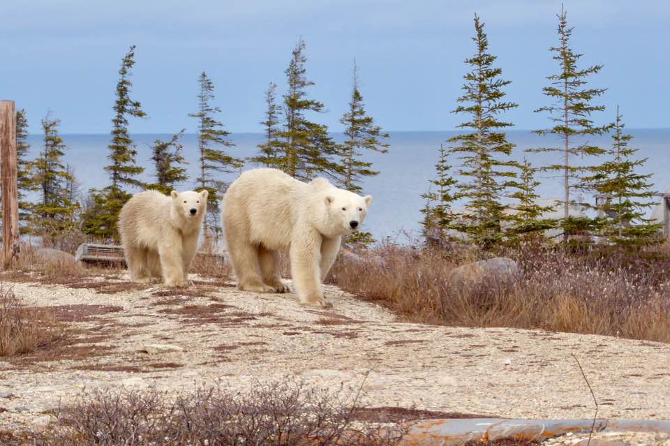 polar bear Churchill