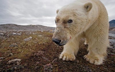 Churchill Photos of the Week – Polar Bears