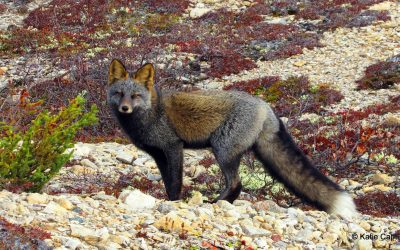 Churchill Colors of Early Polar Bear Season