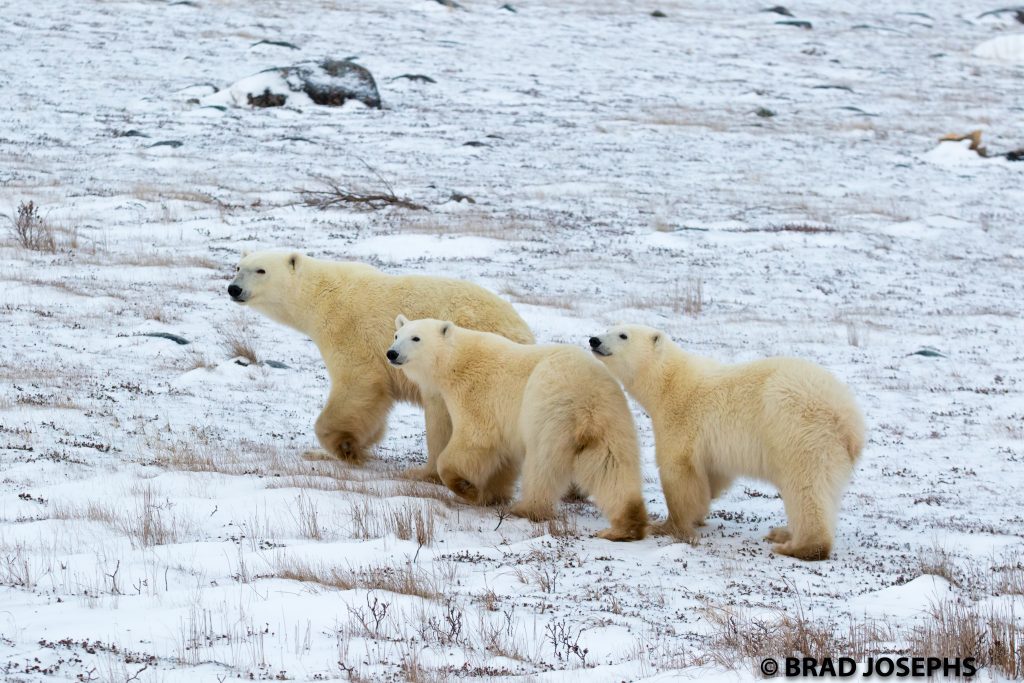 polar bears churchill