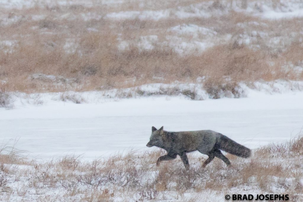 Snowy churchill silver fox