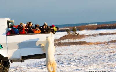 Churchill Polar Bear Season Excites